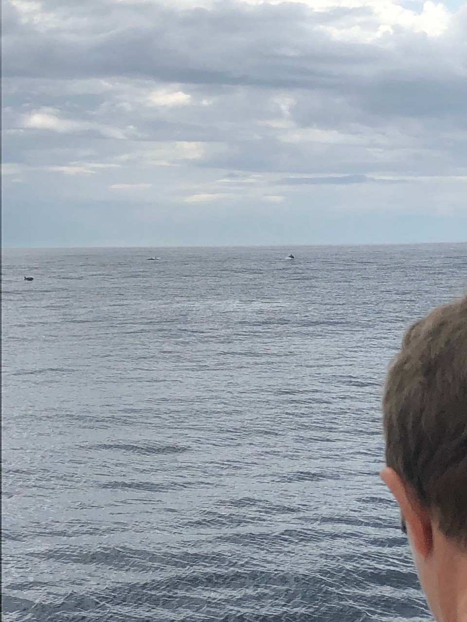 Neuseeland - Paihia - Ein ganzer Schwarm Delphine tauchte plötzlich auf. 