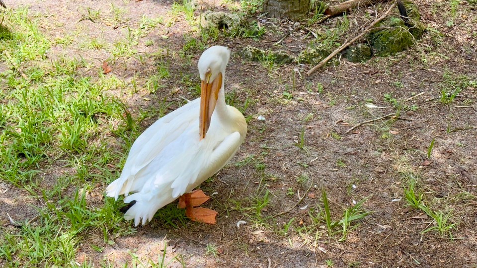 Vereinigte Staaten - Crystal River - 