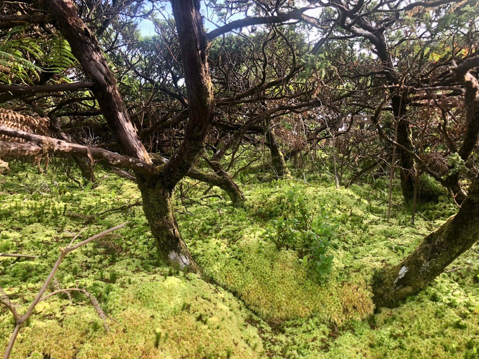 Portugal - Lajes Das Flores - 