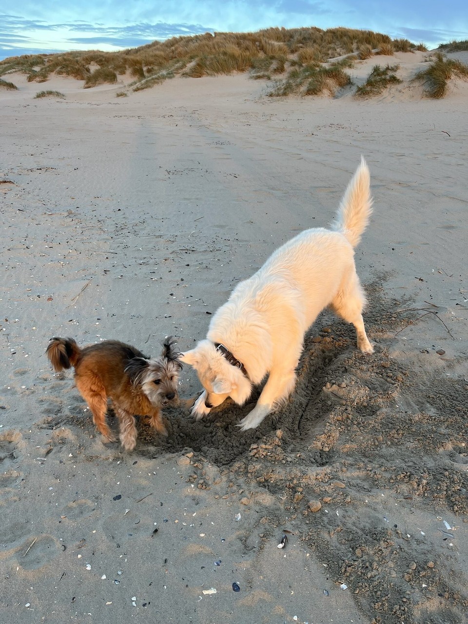 Belgien - Middelkerke - Und die Hunde waren total aus dem Häuchen