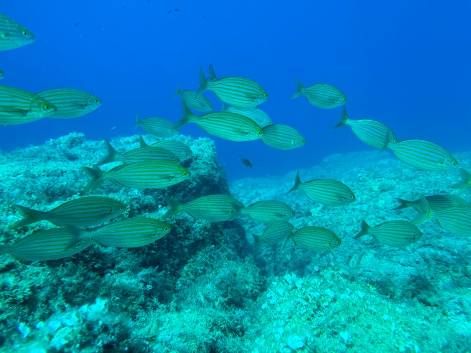 Italien - Capoliveri - Goldbrassen