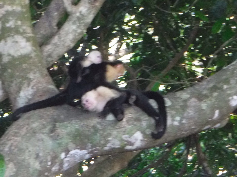 Costa Rica - Parrita - 