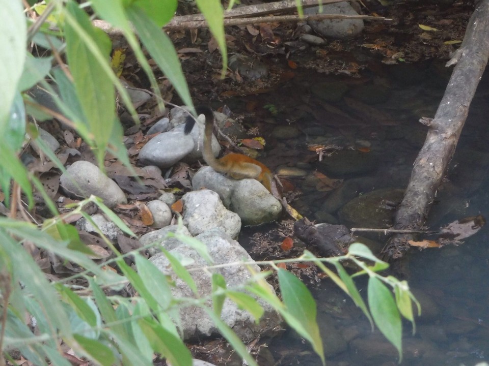 Costa Rica - Parrita - 