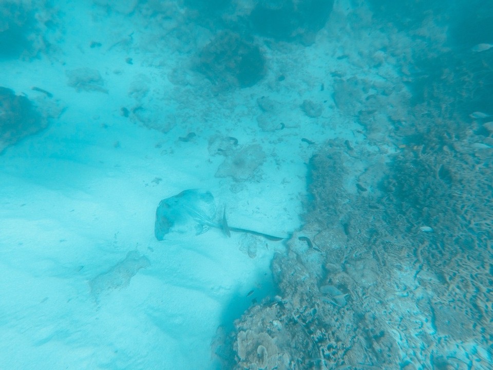  - Australia, Great Barrier Reef Conservation Reserve, Lady Elliot Island - 