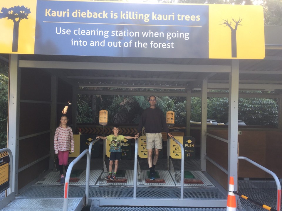 Neuseeland - Waipoua Kauri Forest - Nach kurzer Weiterfahrt laufen wir auch noch zum Tane Mahuta. Und wieder zuerst desinfizieren...