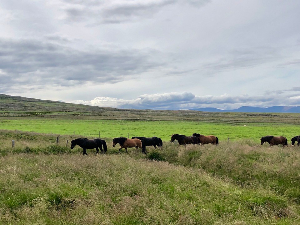 Island - Sveitarfélagið Skagafjörður - Schön. Ich würde sehr gerne auch mal bei so einem Umtrieb mit machen...