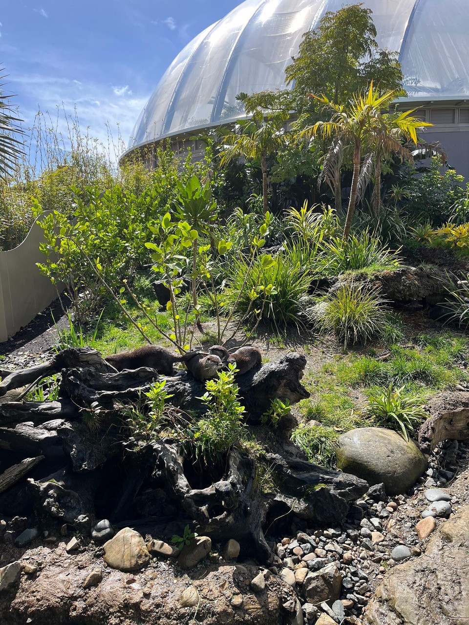 Neuseeland - Auckland - Zootag mit den süßen Ottern 
