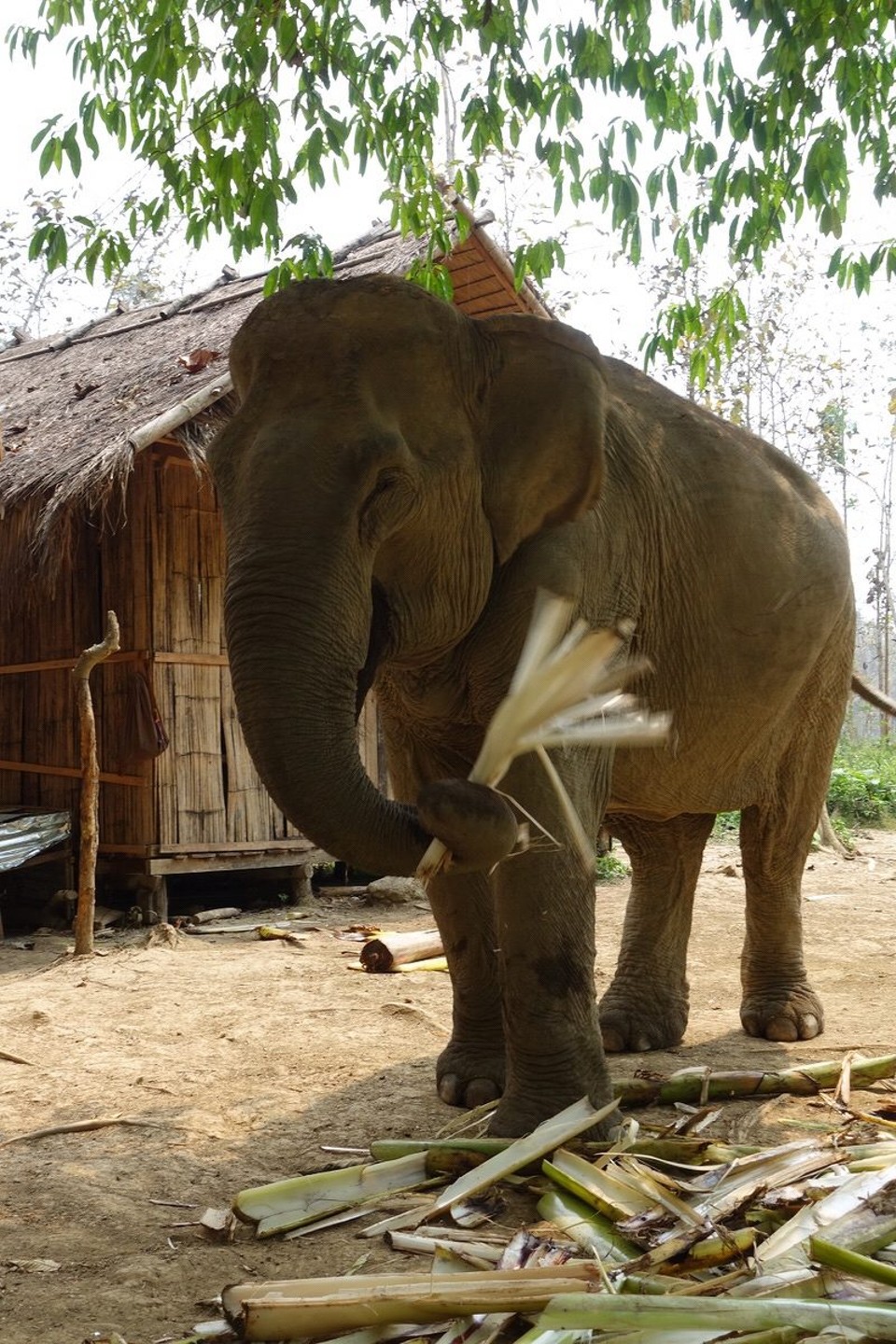Laos - Luang Prabang - 
