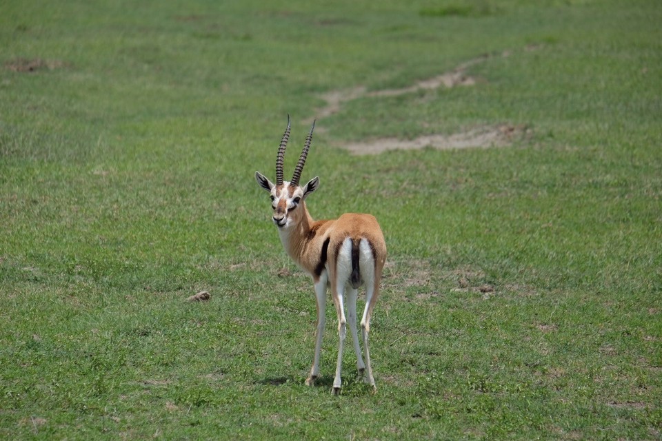  - Schutzgebiet Ngorongoro - Springbock