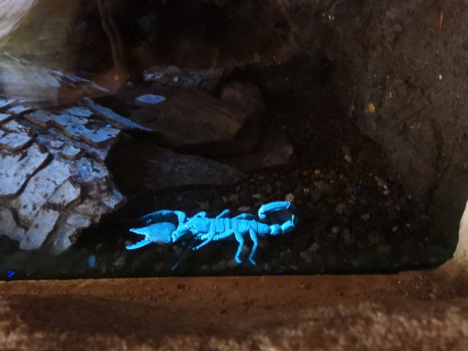 Schweiz - Zürich - Skorpione gibt es viele und die nachtaktiven Tiere verstecken sich gerne im Sand - oder auch mal gerne in Schuhen oder im Schlafsack....... Nachts kommen sie aus dem Versteck hervor und wenn man sie mit einer ultraviolett Lampe anstrahlt beginnen sie zu leuchten