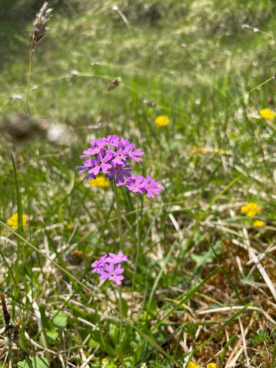 Deutschland - Ramsau bei Berchtesgaden - … haben wir eine neue Leidenschaft entdeckt …