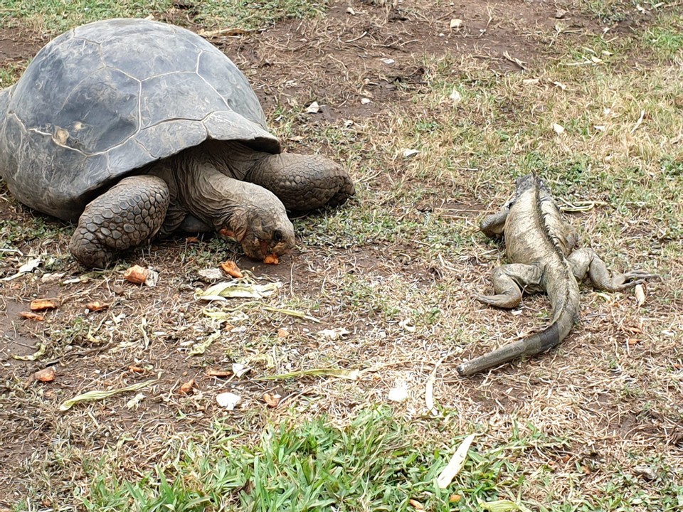 Ecuador - Guayaquil - University Giant Tortoises - moved quite quickly when she saw an iguana eating her food