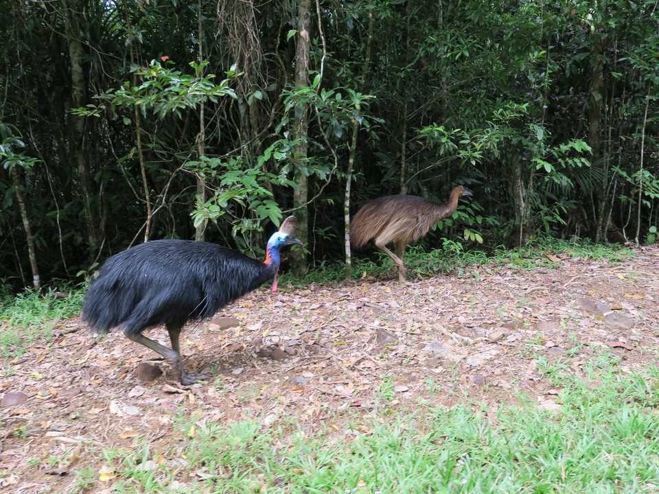 Australia - Daintree - Couple de casoar a casque, espèce d'oiseau protégée