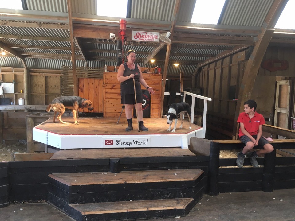 Neuseeland - Dome Valley - Sheep World. Es wird gezeigt, wie die Hunde Schafe treiben und wie Schafe geschert werden.