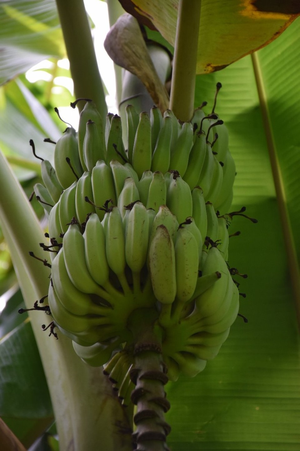 Cookinseln - Rarotonga - Banaaaaaanen - die gibt's hier an jeder Straßenecke