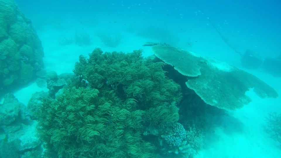 Australien -  - 