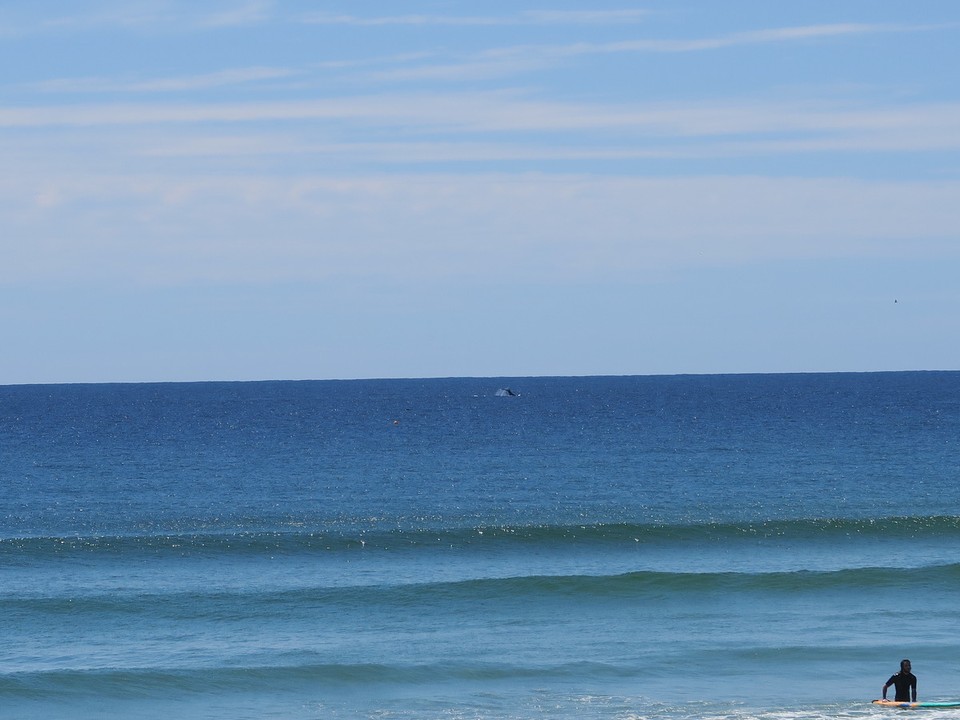 Australia - Surfers Paradise - Encore des baleines !