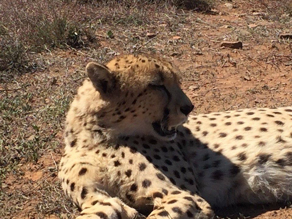  - Südafrika, R75 Daniells Cheetah Projekt - 