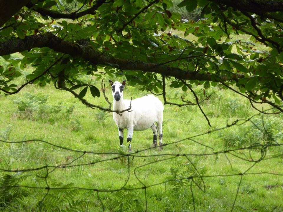 Ireland -  - Kerry Hill sheep.