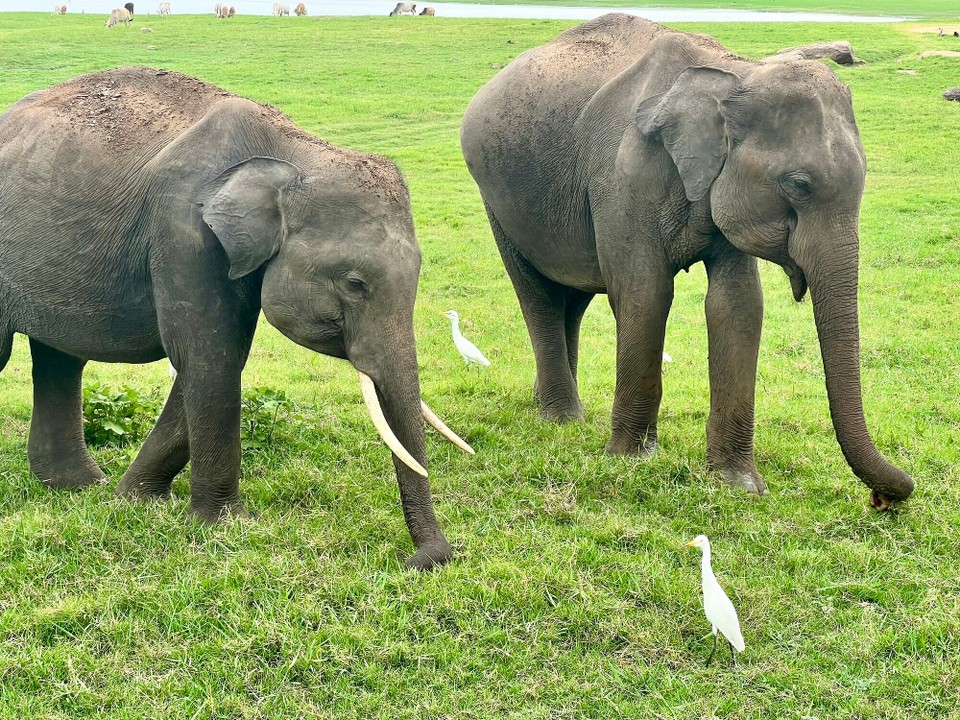 Sri Lanka -  - 
