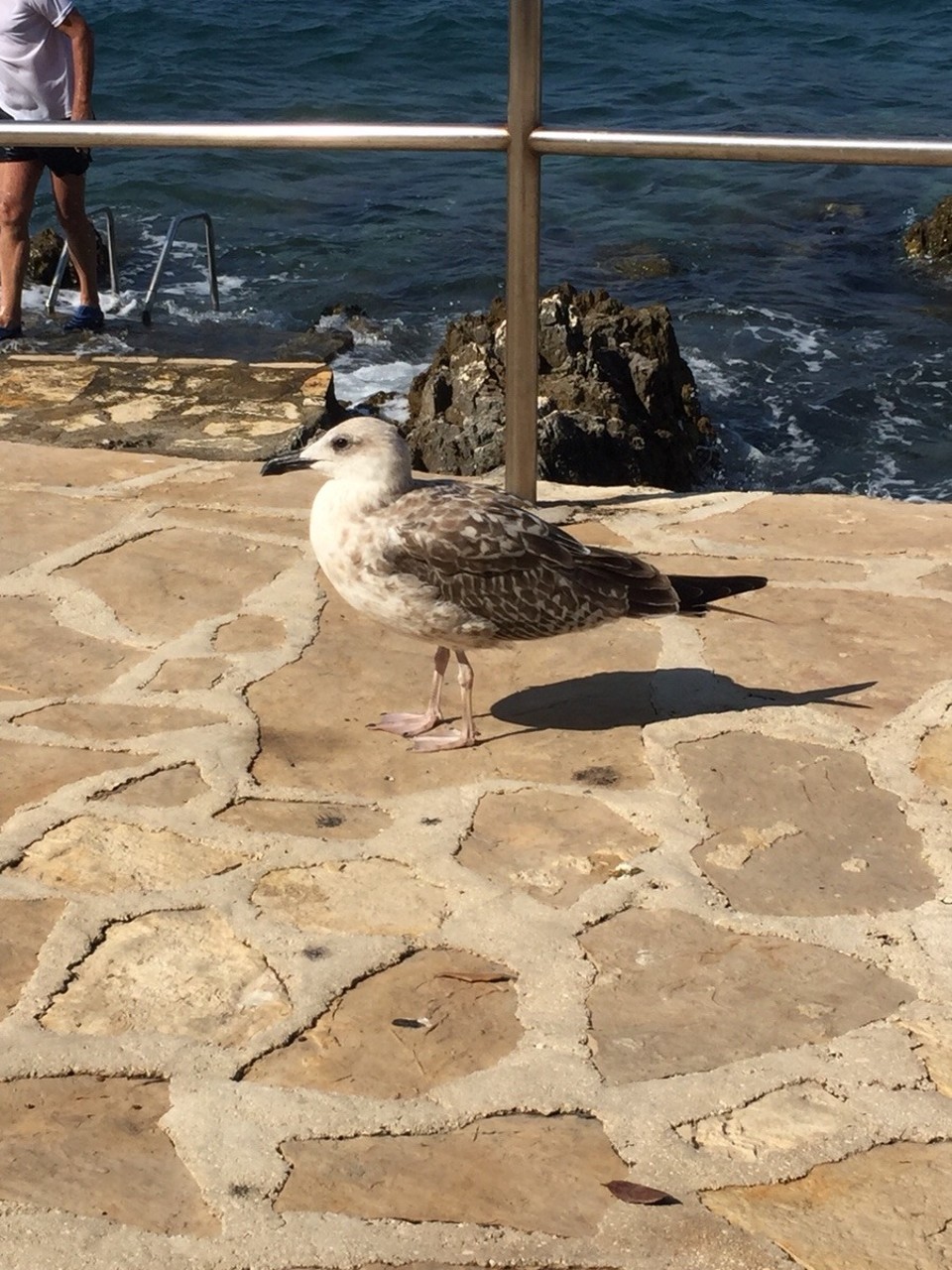 Kroatien - Vrsar - 