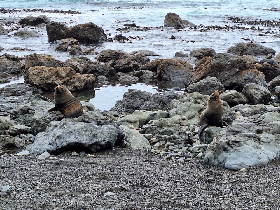 Neuseeland - Kaikoura - Sealskolonie bei Kaikoura