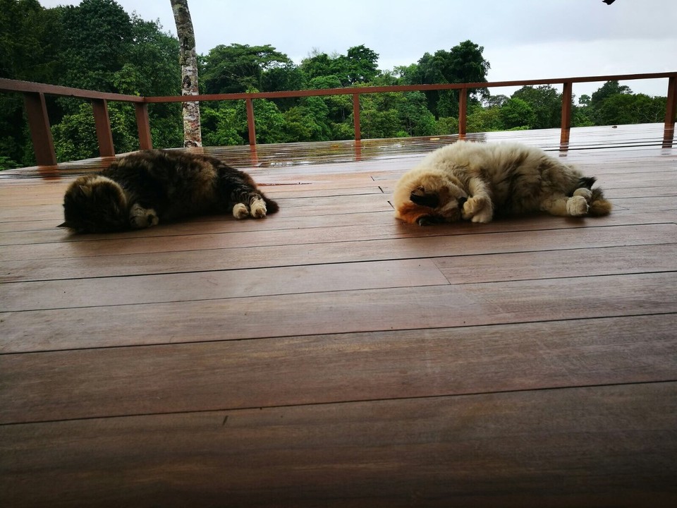 Costa Rica - Pérez Zeledón - 