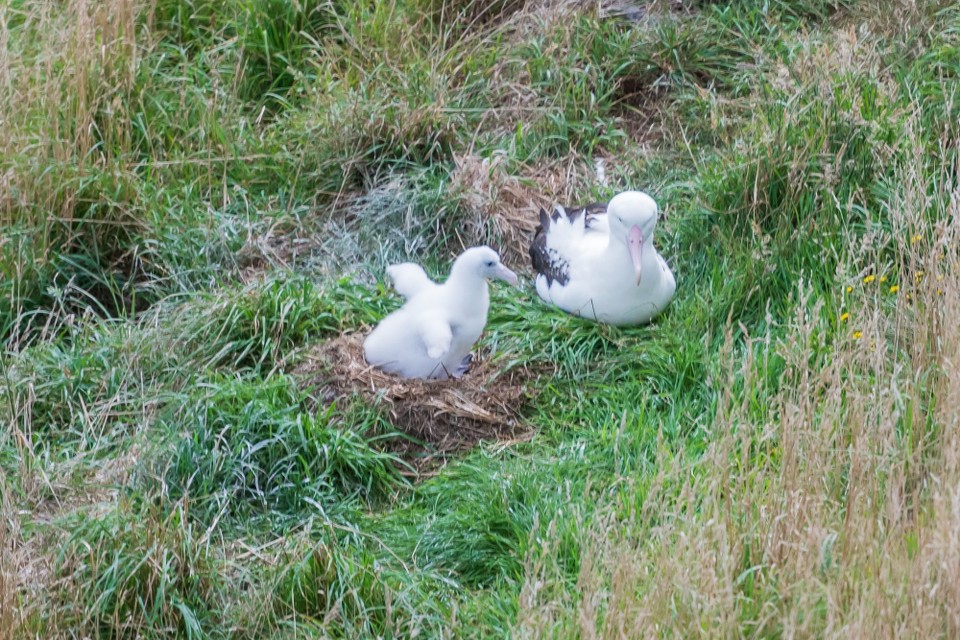 Neuseeland - Dunedin - 