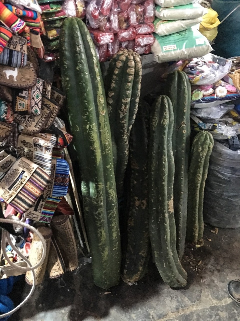 Peru - Cusco - ihnen sagt man eine stimulierende Wirkung nach :D