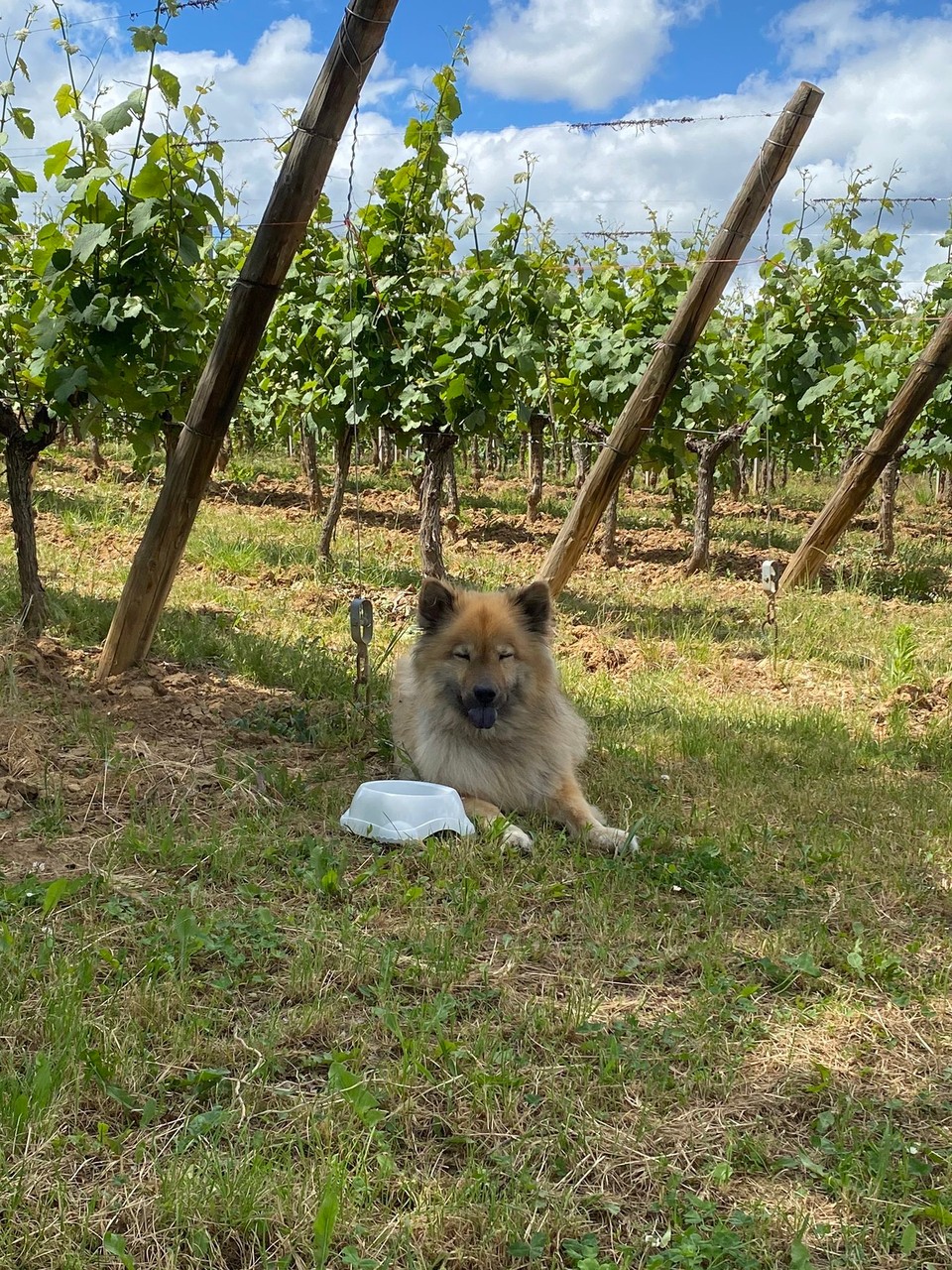 Frankreich - Ribeauvillé - 