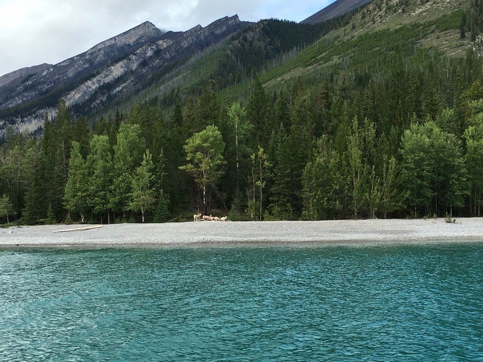 Kanada - Banff - Wildziegen - wenn man ganz genau hinschaut kann man sie auch erkennen 