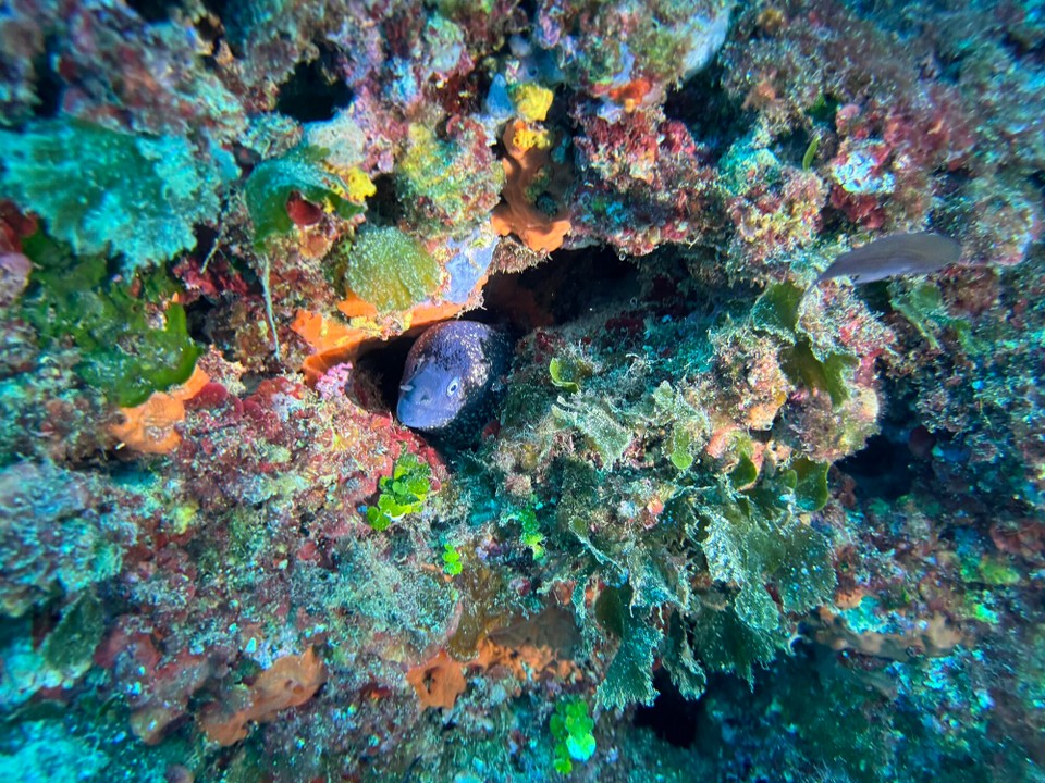 Italien - Capoliveri - Und noch  ein Muränchen, hier hübsch bunt eingebettet