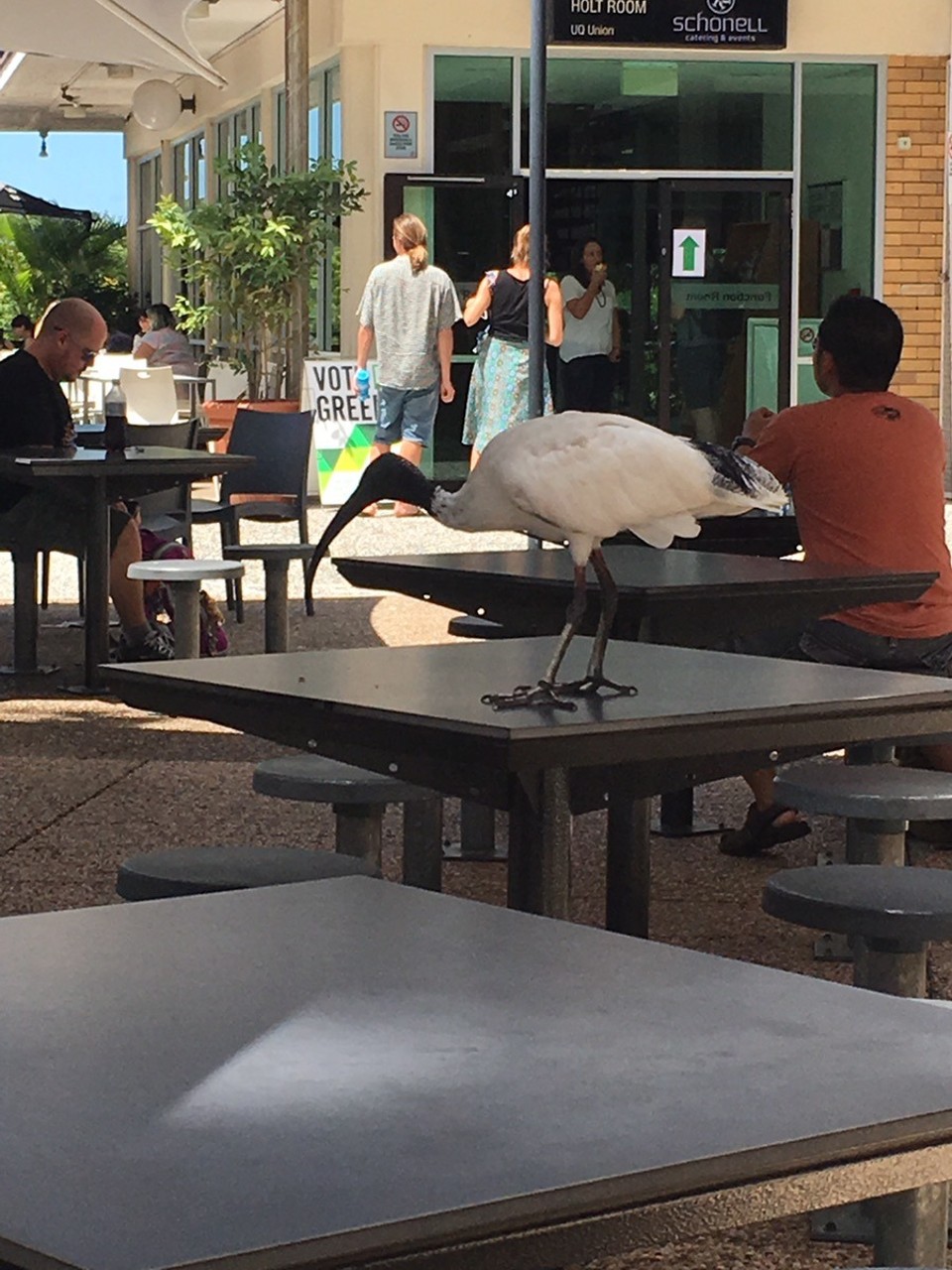 Australien - South Brisbane - Die Vögel (und noch einige andere die aussehen wie Truthähne) laufen überall auf dem Campus rum