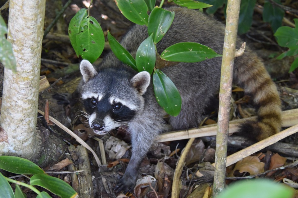 Costa Rica - Talamanca - Die Waschbären sind dafür sehr aktiv, und immer am betteln, wie unser kleiner Rambo.