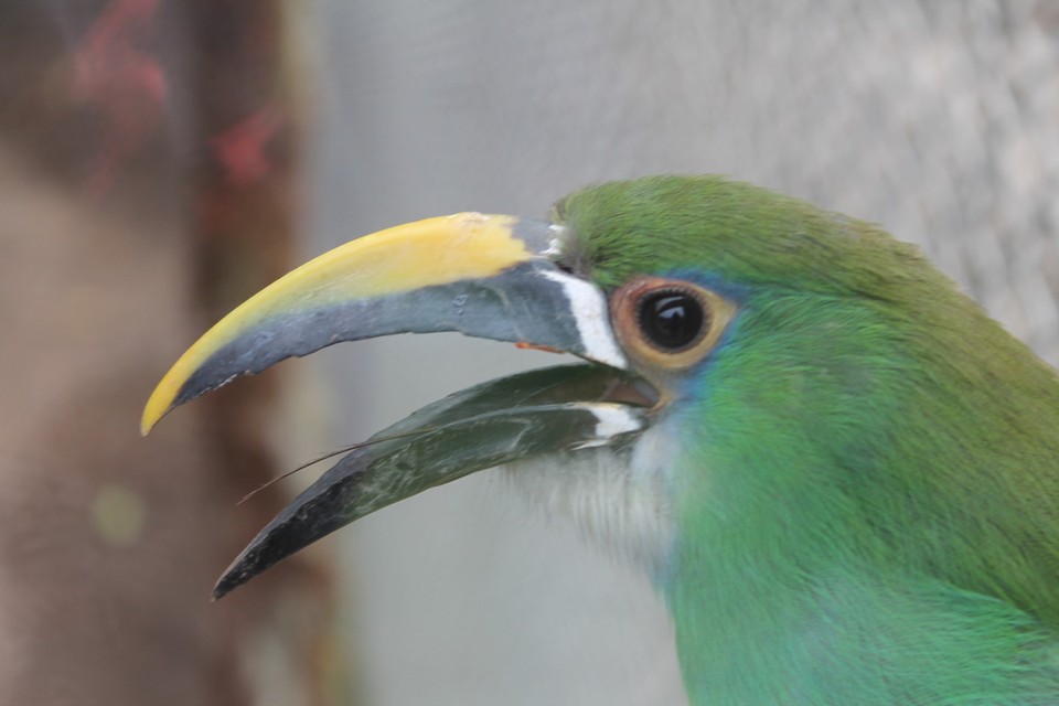 Colombia - Tocancipá - Vogel