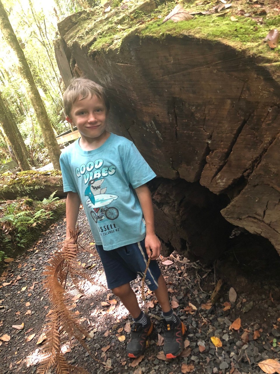 Neuseeland - Kaihu - Durchmesser eines umgestürzten vergleichsweise dünnen Kauri Trees. 