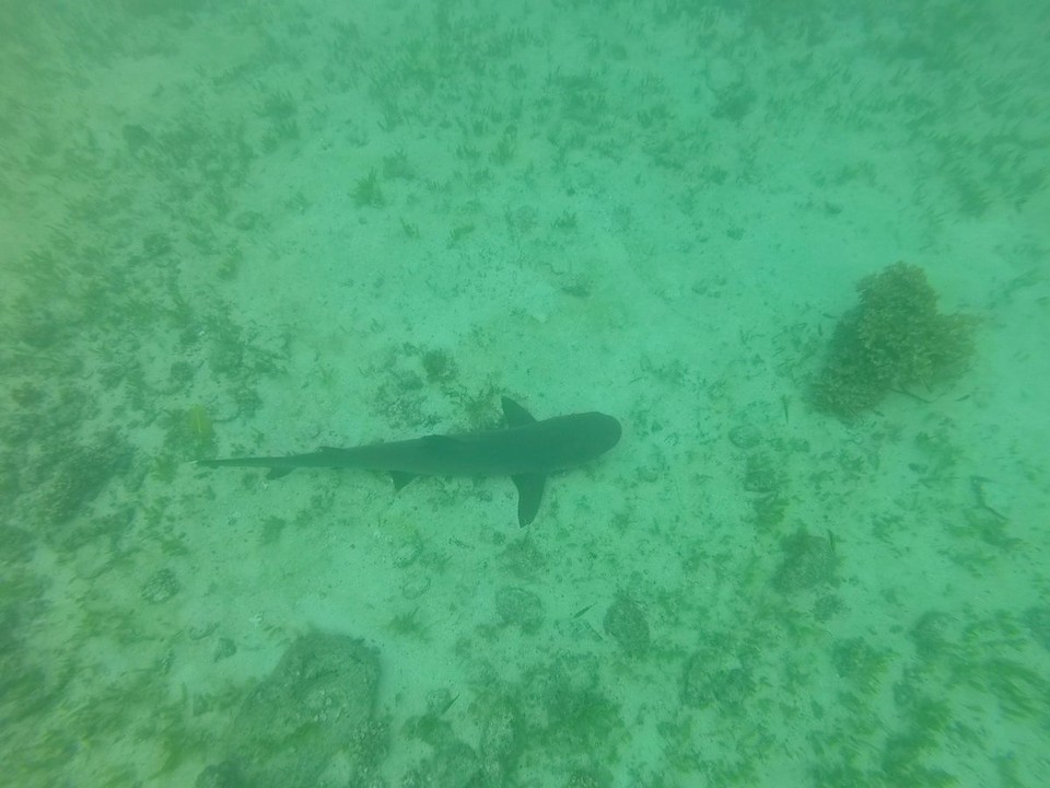 Panama -  - … und Haie 🦈 gesehen! 

Und Dank einer GoPro an Board konnten wir das auch noch festhalten 📷 