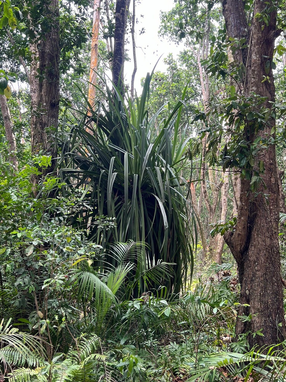 Tansania -  - 