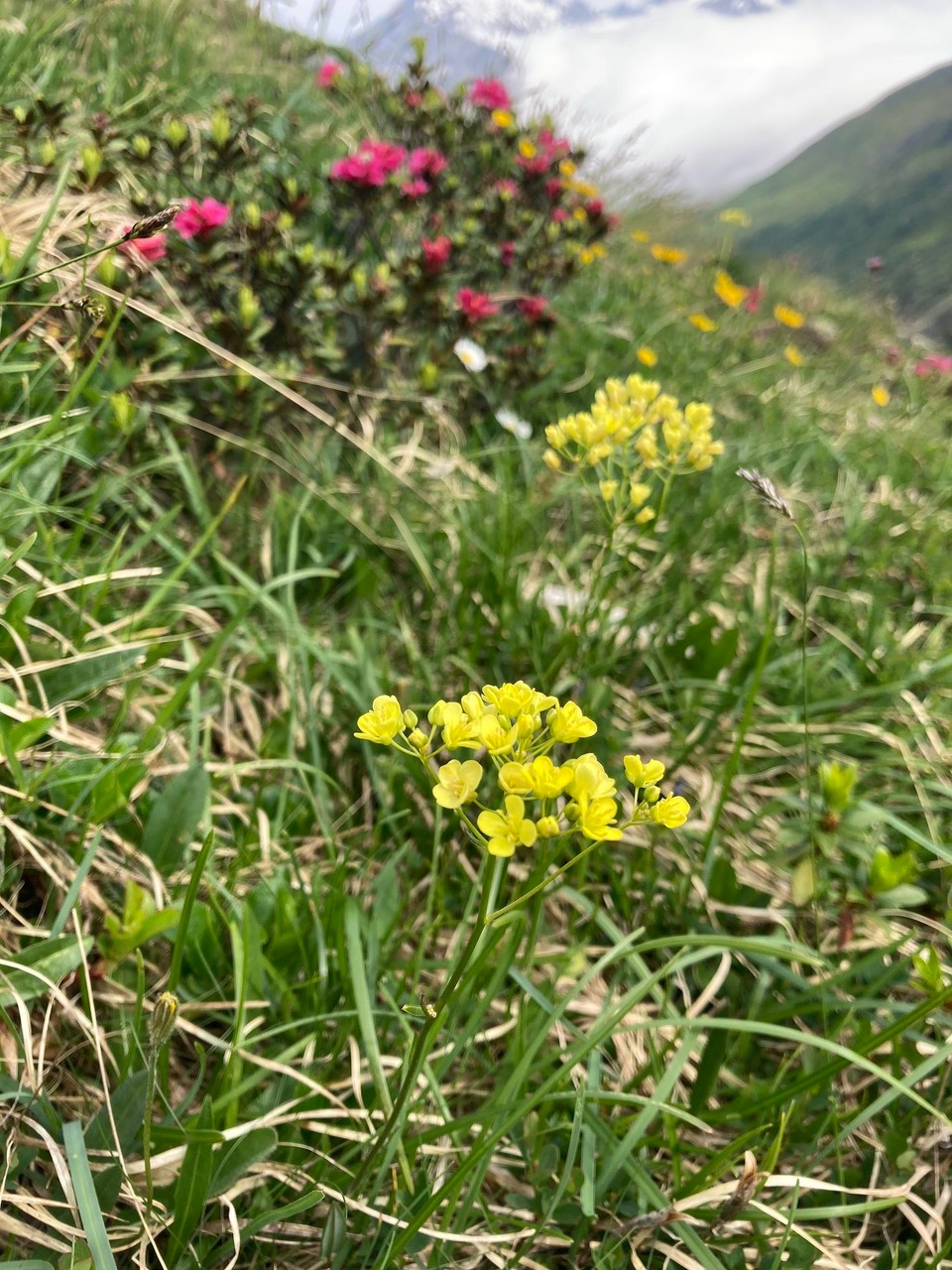 Italien - Rodeneck - Immergrünes Felsenblümchen
