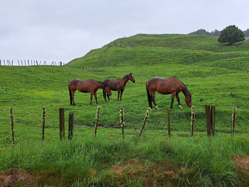 Neuseeland - Owhango - 