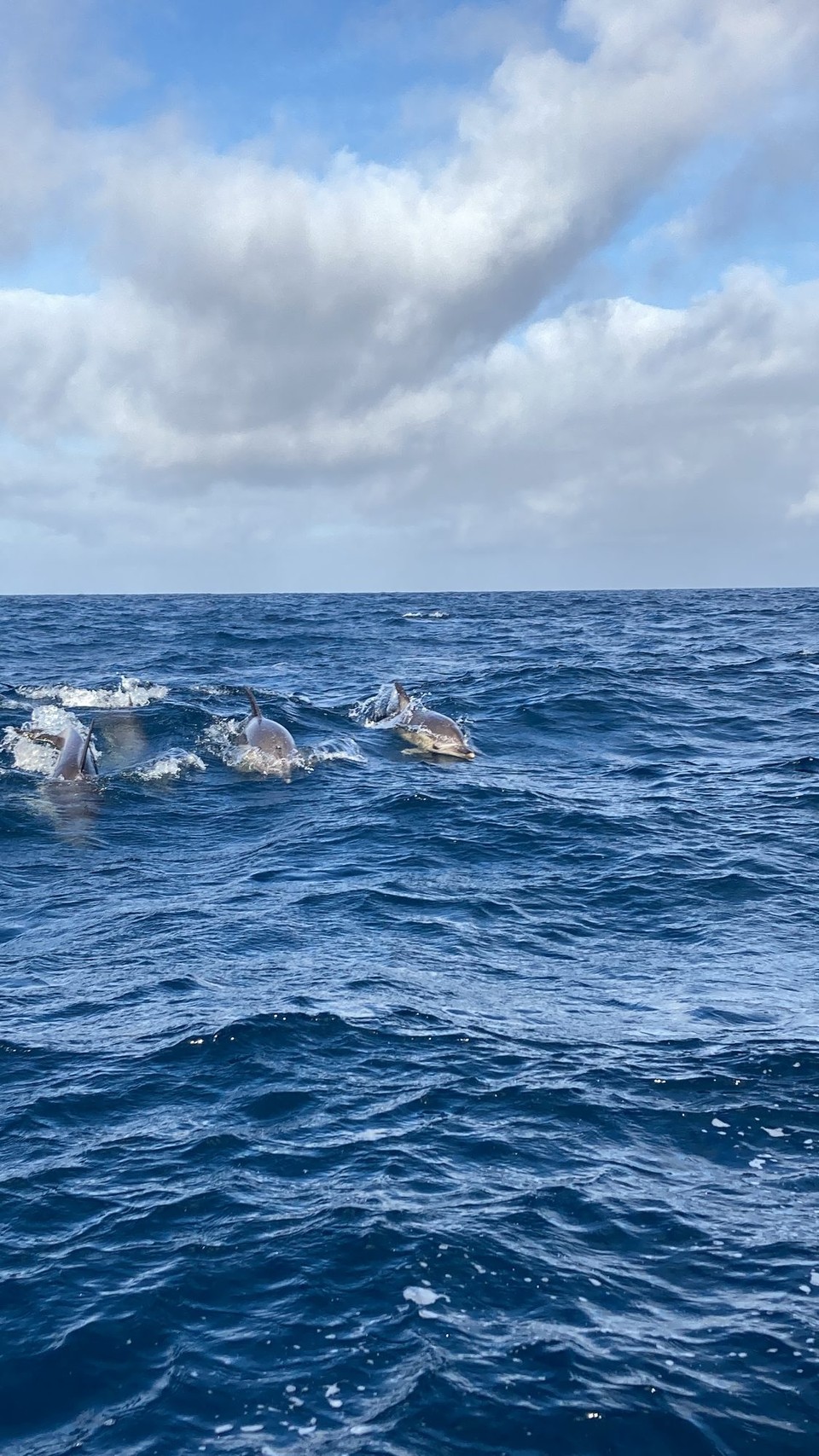 Portugal - Lajes do Pico - Gewöhnliche Delfine tuen gewöhnliche Dinge