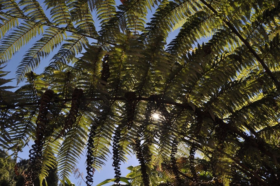 Neuseeland - Waitomo-Distrikt - Farn überall