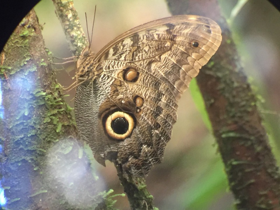 Costa Rica - Osa - 
