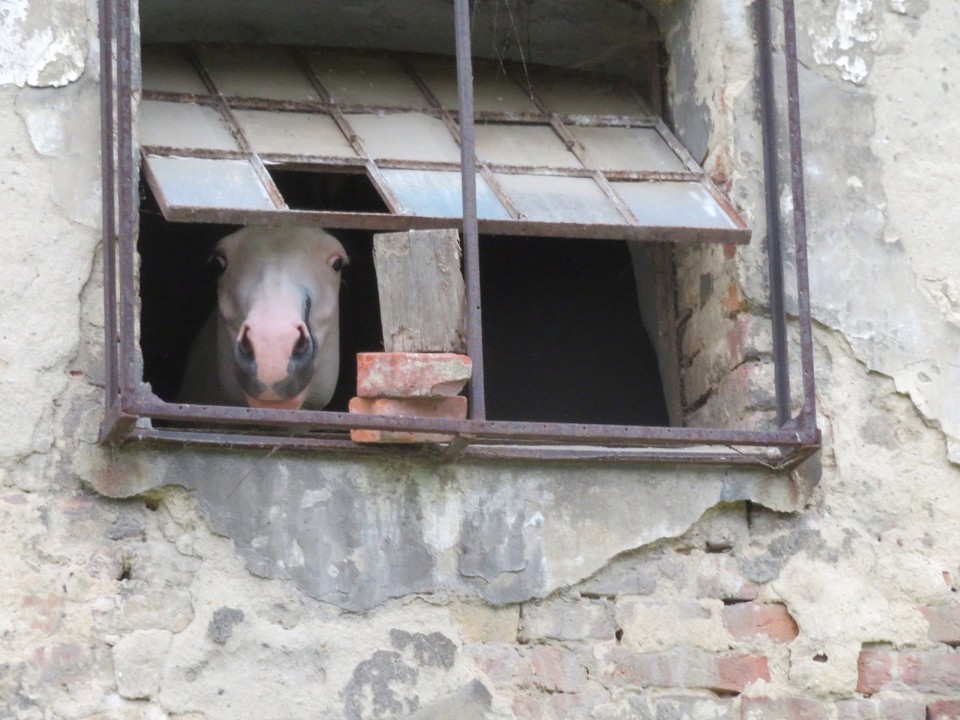Polen - Moschen - 