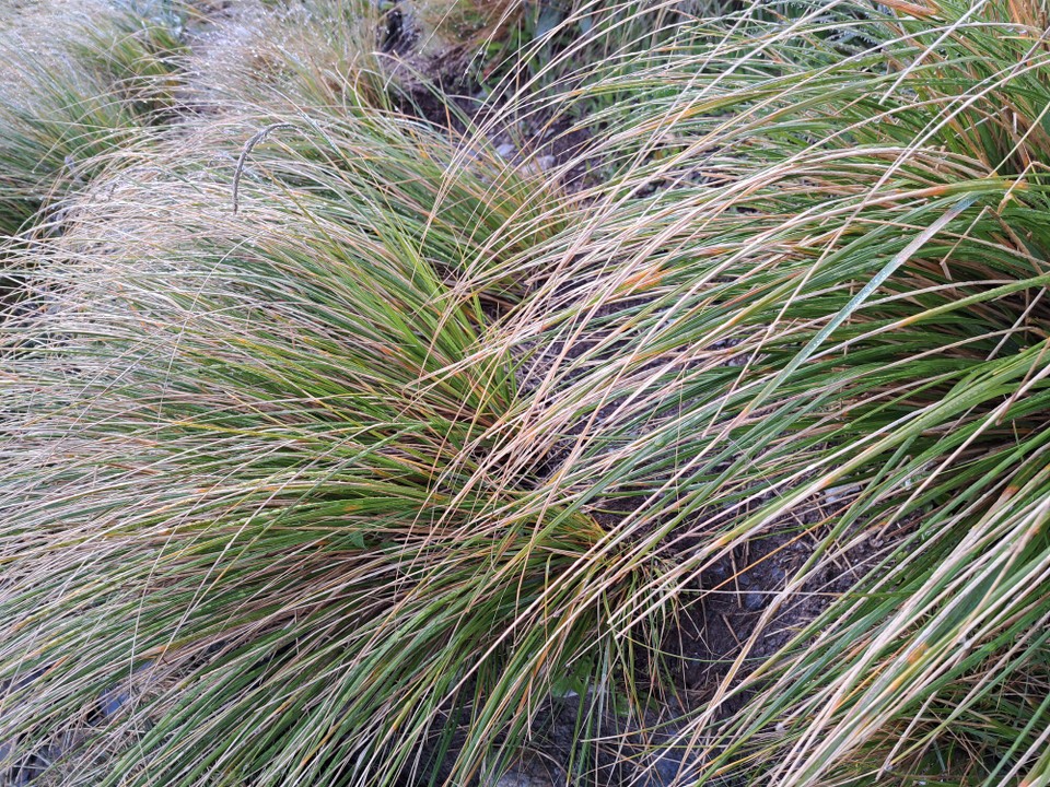 Neuseeland - Waiau - Durchs Binsengras gibt es nasse Füße 
