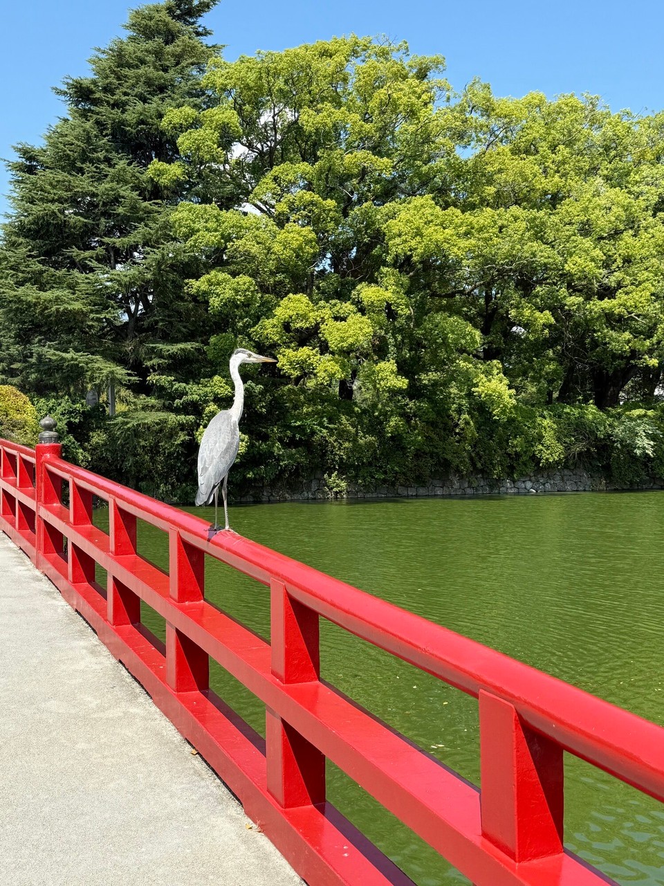 Japan - Matsumoto - Ist der echt?