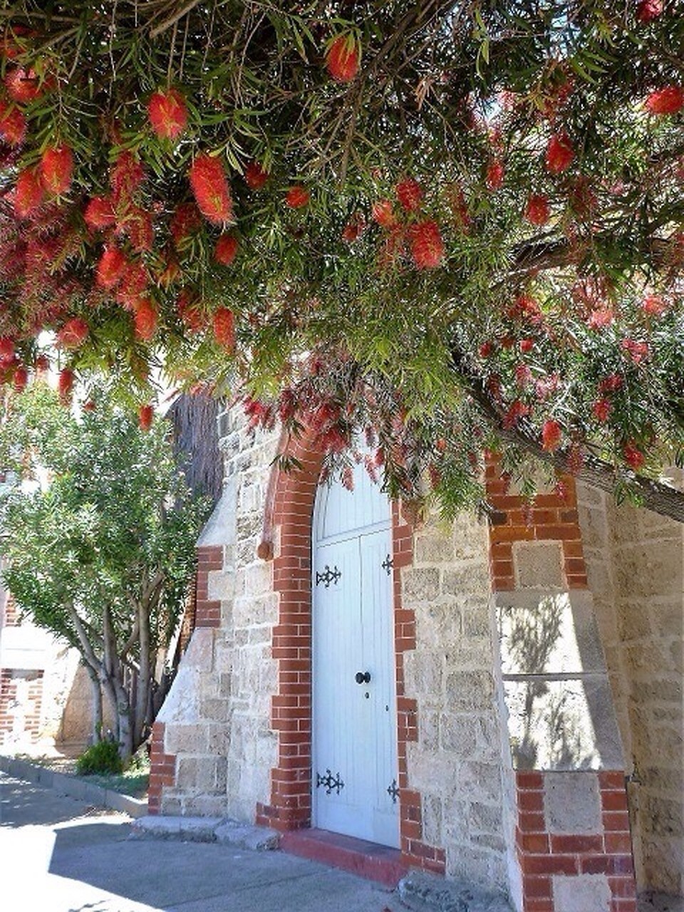 Australien - Fremantle - Im Moment blühen in Australien überall die Flaschenputzerblüten 