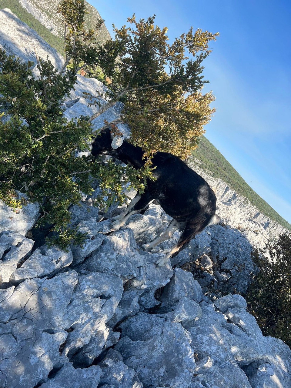 Frankreich - La Palud-sur-Verdon - Und Ziegen… 