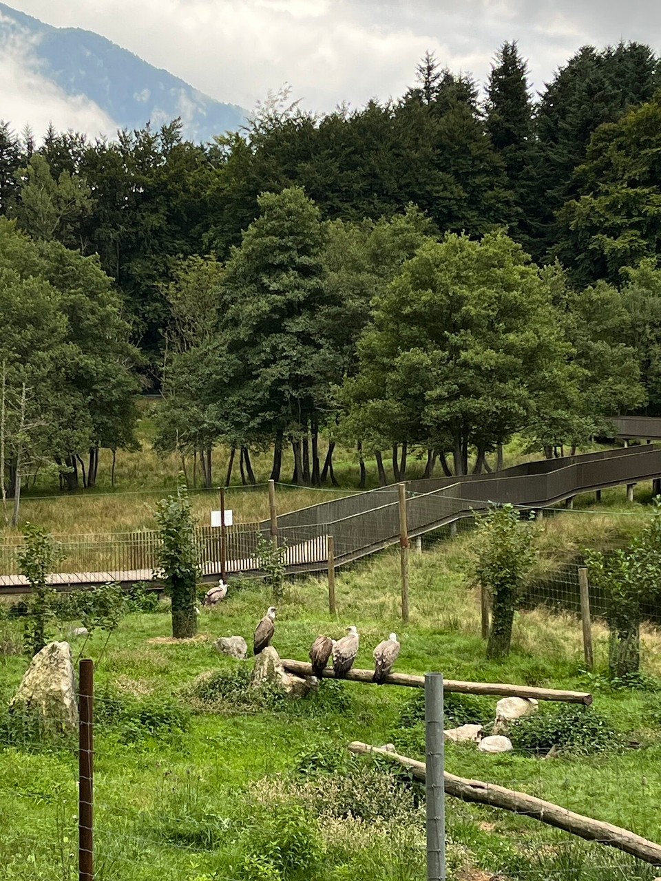 Frankreich - Bagnères-de-Bigorre - Geier, die sich an Stromleitungen verletzt haben & jetzt hier eine Platz gefunden haben. 