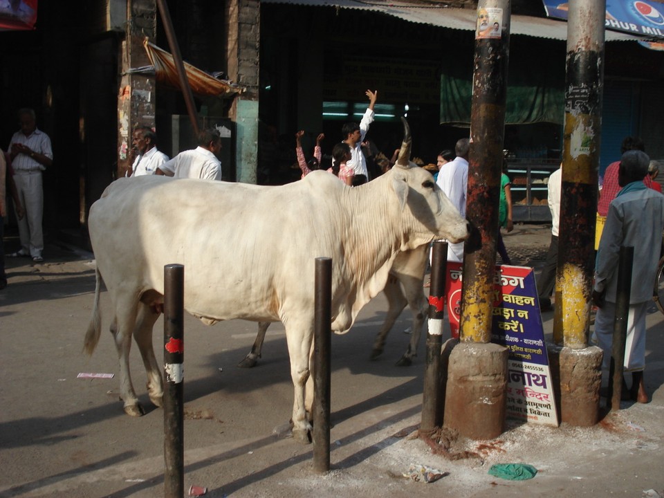 India - Varanasi - 
